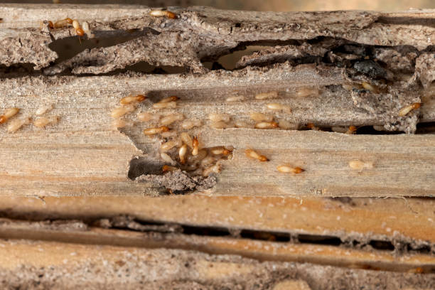 Best Commercial Pest Control Services  in Somerset, WI